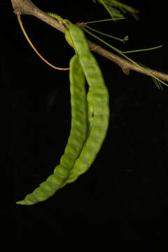 Image of smooth mesquite