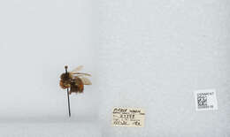 Image of Black Tail Bumble Bee