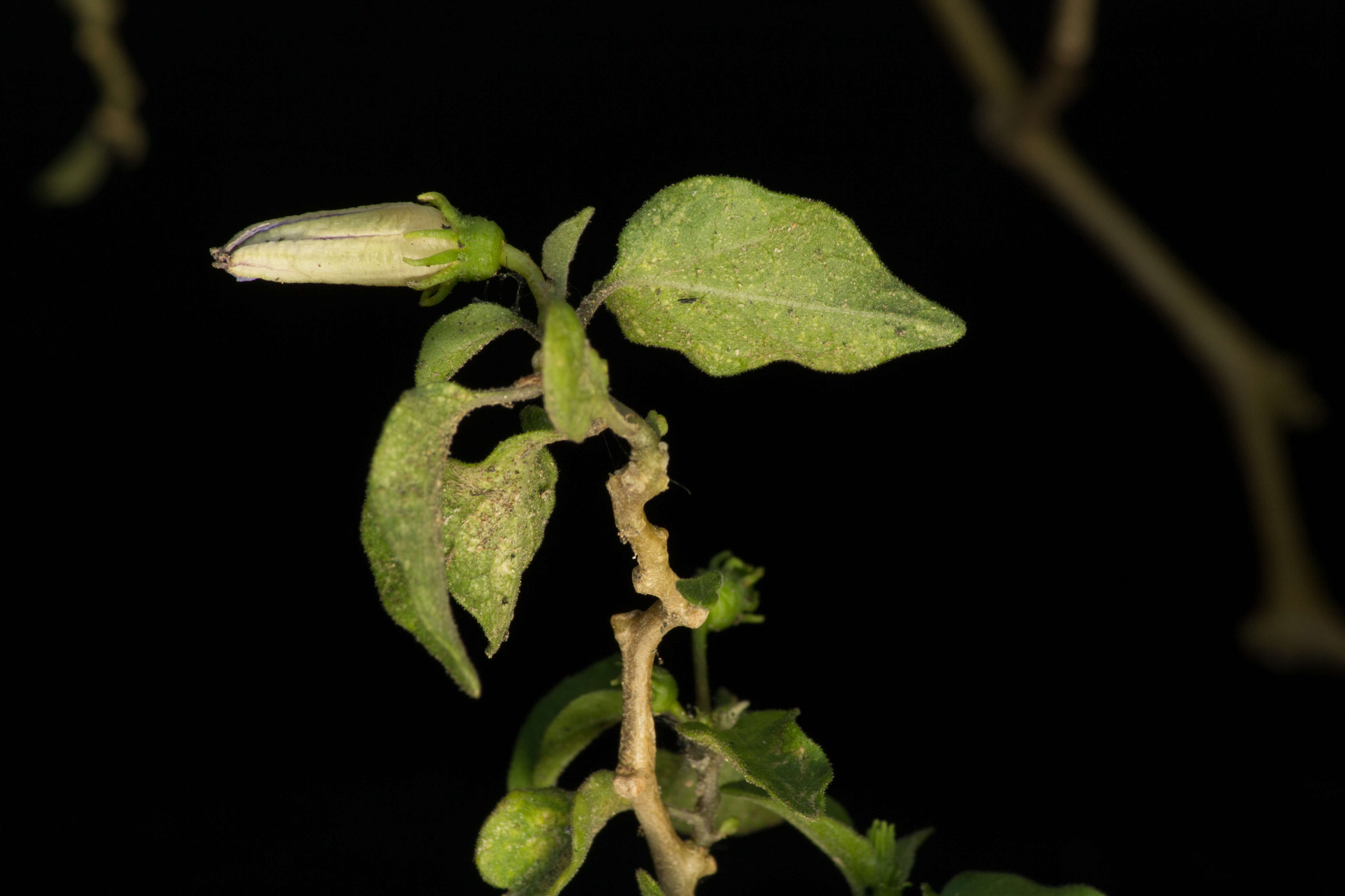 Image of Lycianthes lenta (Cav.) Bitter