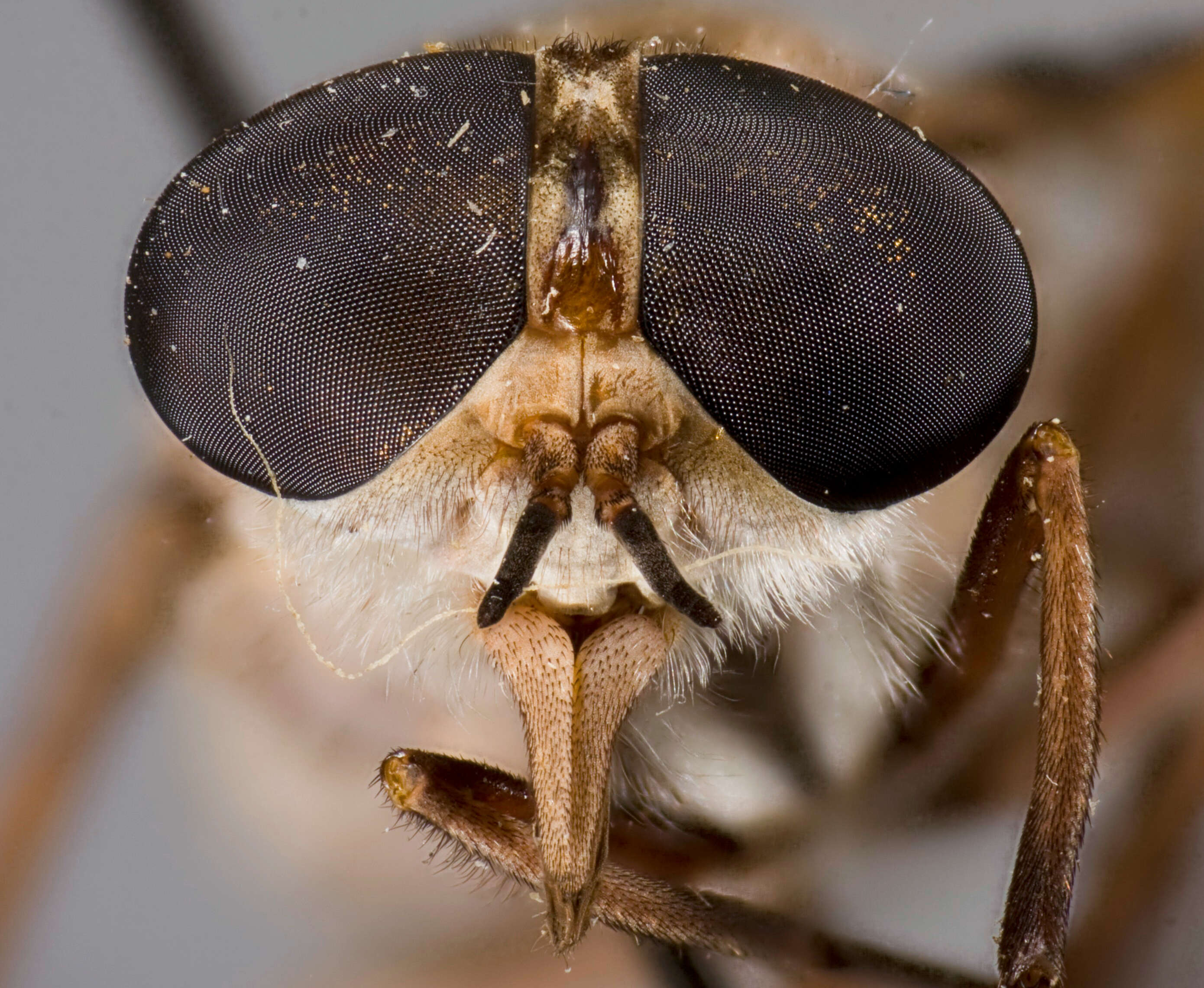 صورة Tabanus vivax Osten Sacken 1876