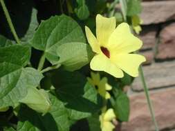 Image of blackeyed Susan vine