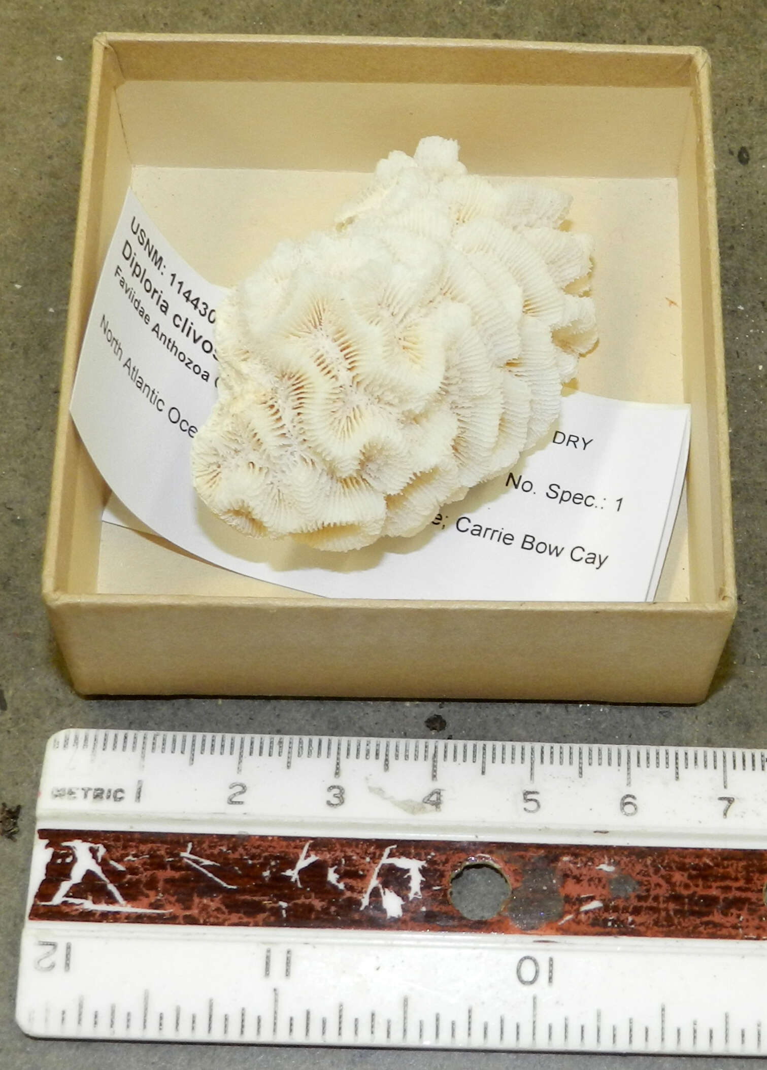 Image of Pseudodiploria Fukami, Budd & Knowlton 2012