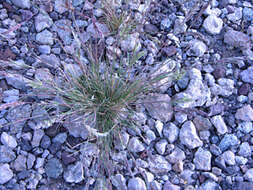 Image of common Mediterranean grass