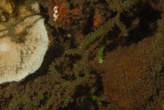 Image of Caulerpa J. V. F. Lamouroux 1809