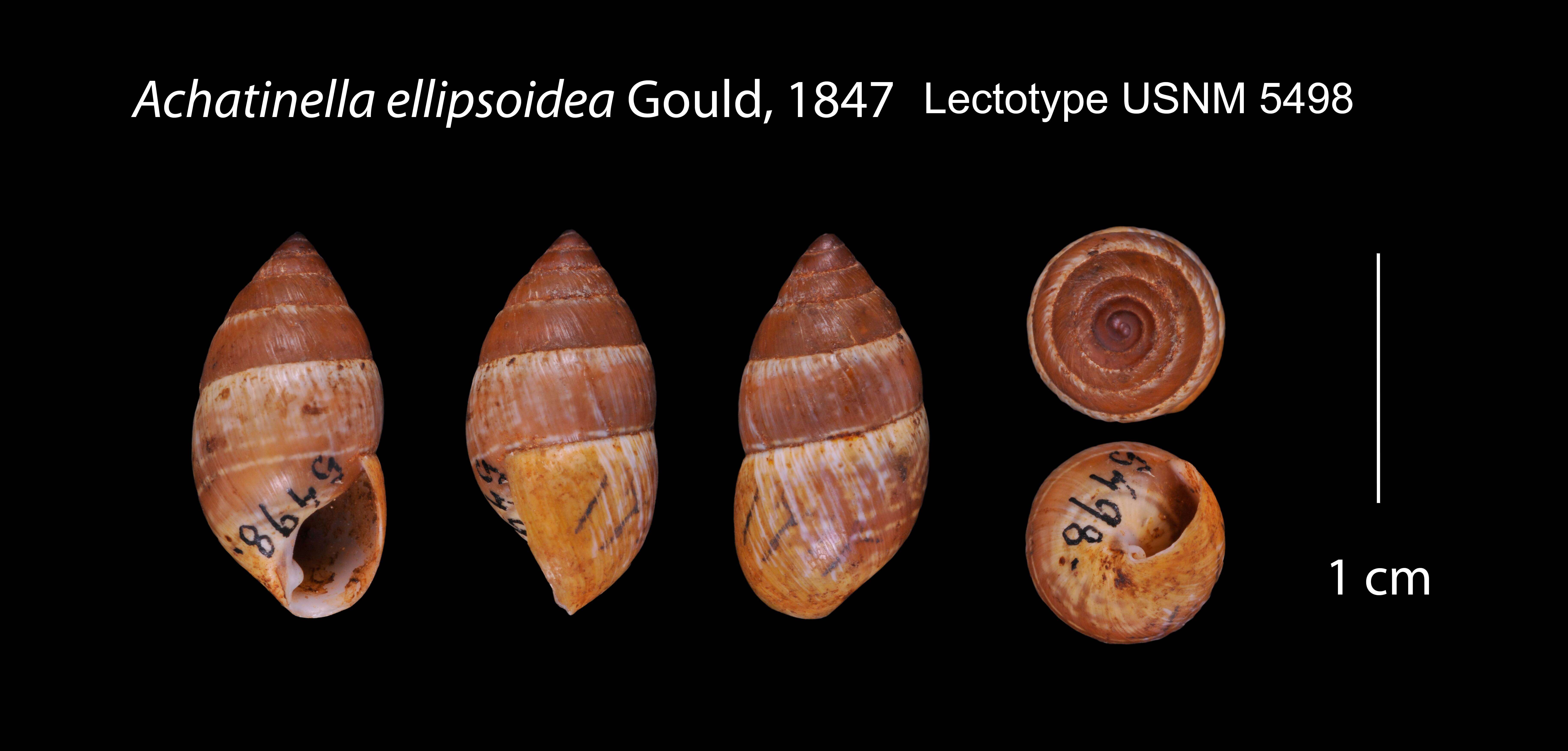 Imagem de <i>Achatinella ellipsoidea</i> Gld.