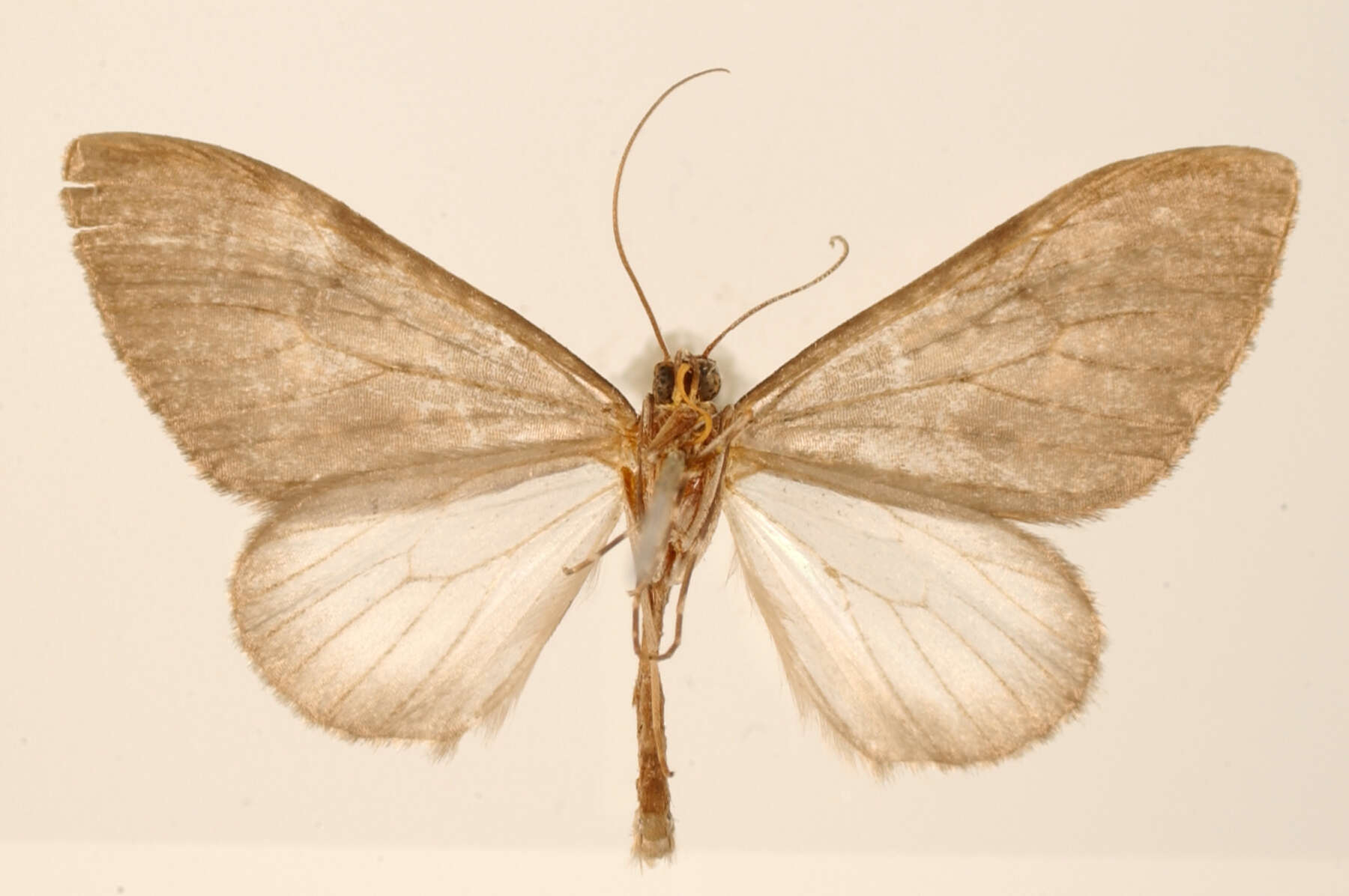 Image of Graphidipus subpisciata Dognin 1903