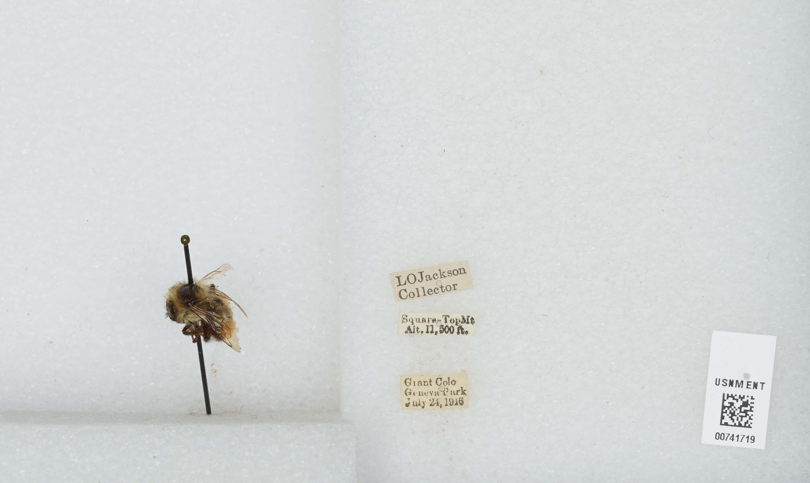 Image de Bombus sylvicola Kirby 1837