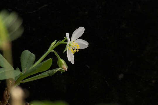 Image of Talinum fruticosum (L.) Juss.