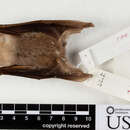 Image of Broad-toothed Tailless Bat