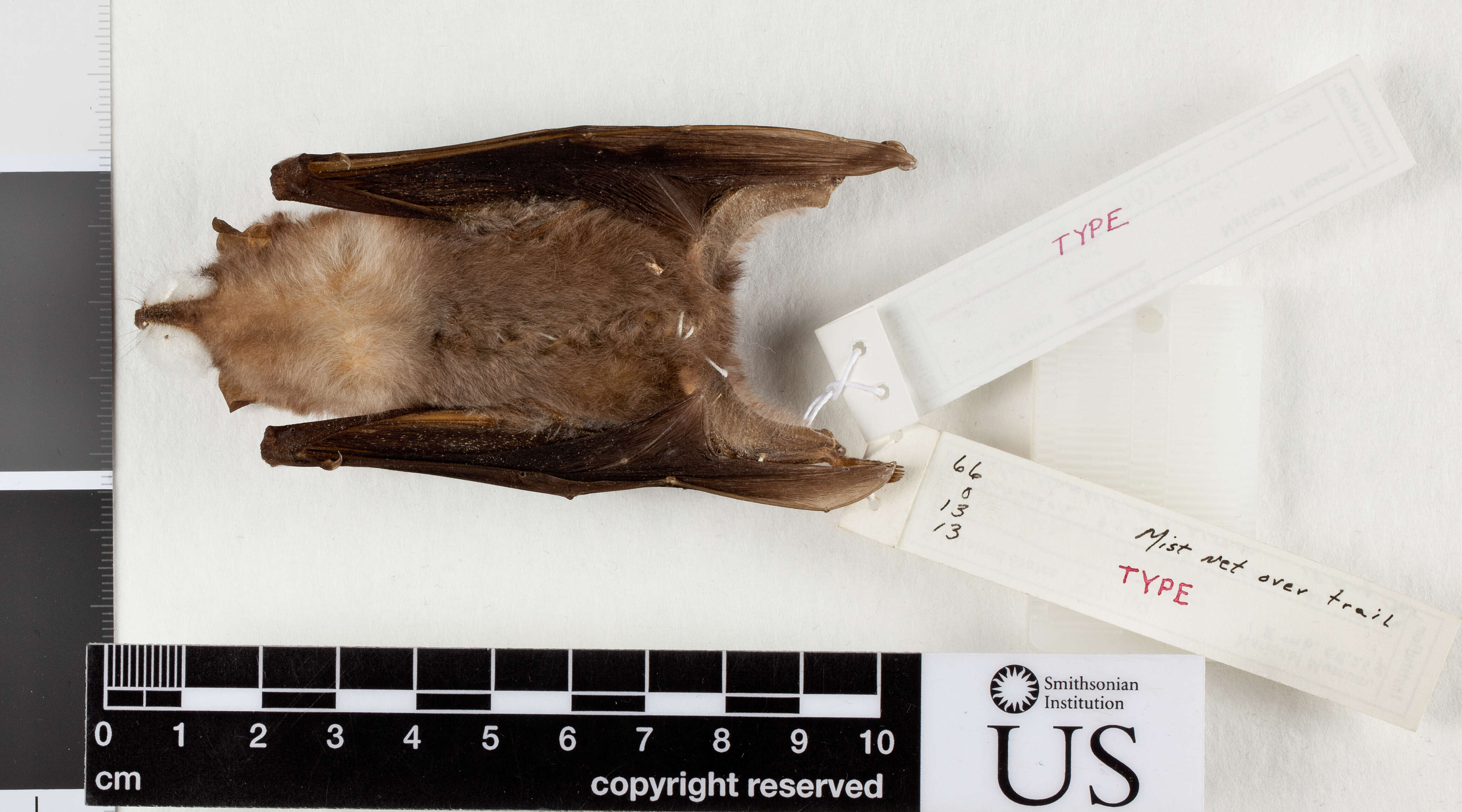 Image of Broad-toothed Tailless Bat