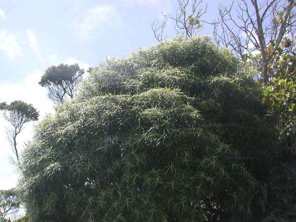 Myrsine linearifolia Hosaka resmi