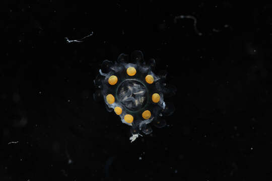 Image of Nausithoe maculata Jarms 1990