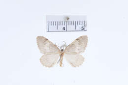 Image of Hydriomena cochiseata Swett 1909