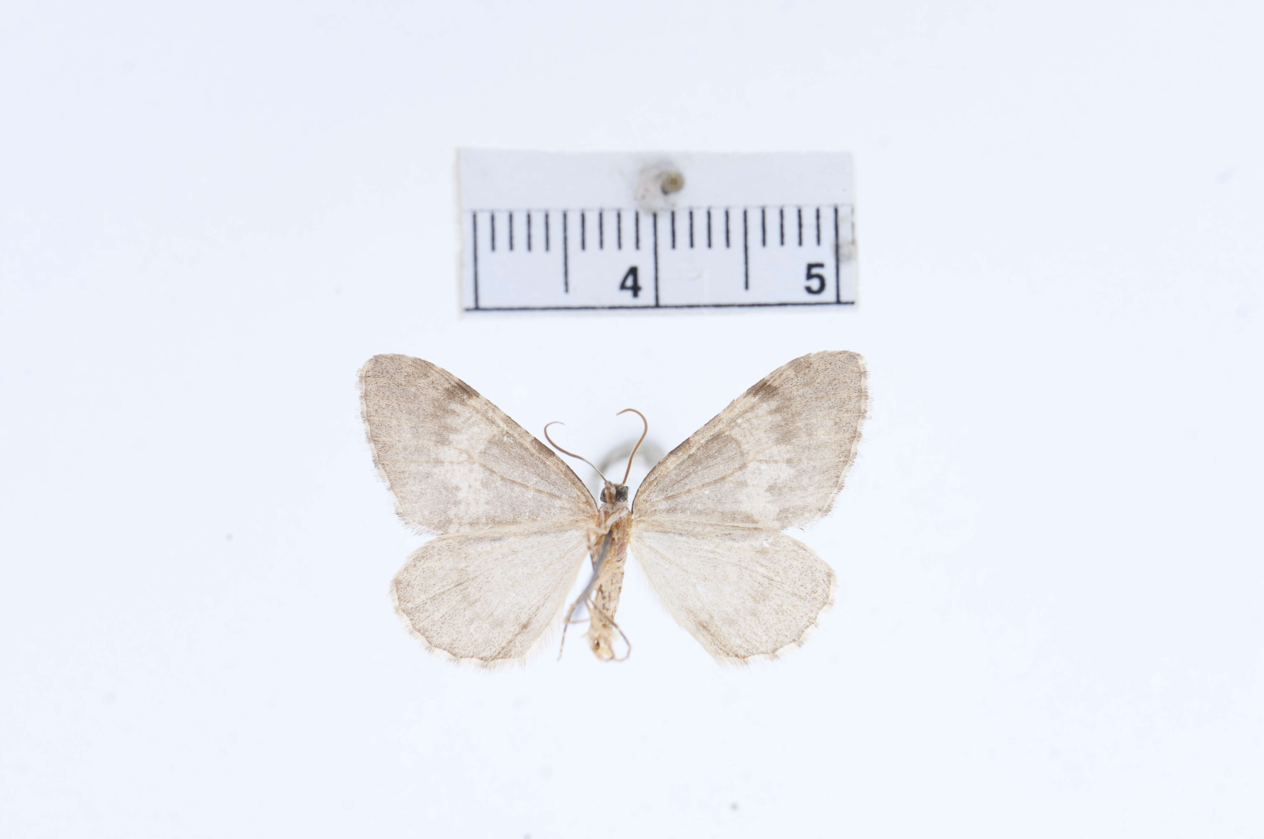 Image of Hydriomena cochiseata Swett 1909