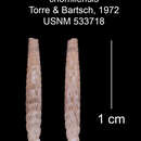 Image of Heterocoptis chorrillensis C. de la Torre & Bartsch 1972