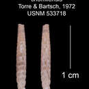 Imagem de Heterocoptis chorrillensis C. de la Torre & Bartsch 1972