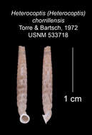 Imagem de Heterocoptis chorrillensis C. de la Torre & Bartsch 1972