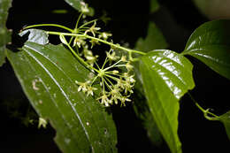 Image de Smilax purhampuy Ruiz