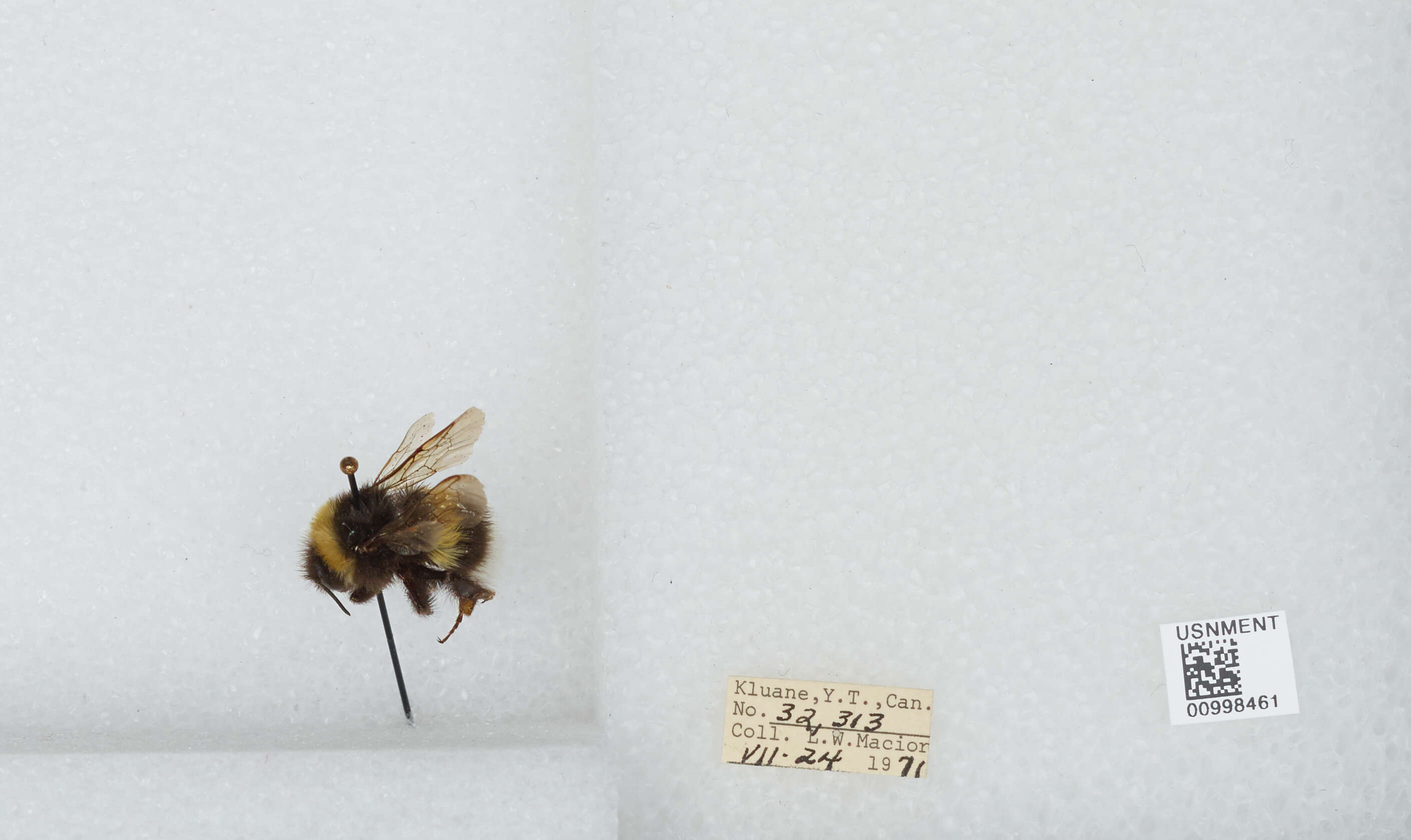 Image of White-tailed bumblebee