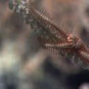 Narella macrocalyx Cairns & Bayer 2008的圖片