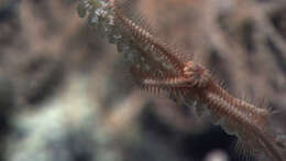 Image of Narella macrocalyx Cairns & Bayer 2008