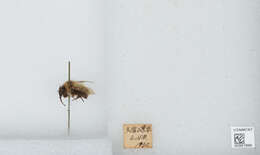 Imagem de Bombus diversus Smith 1869