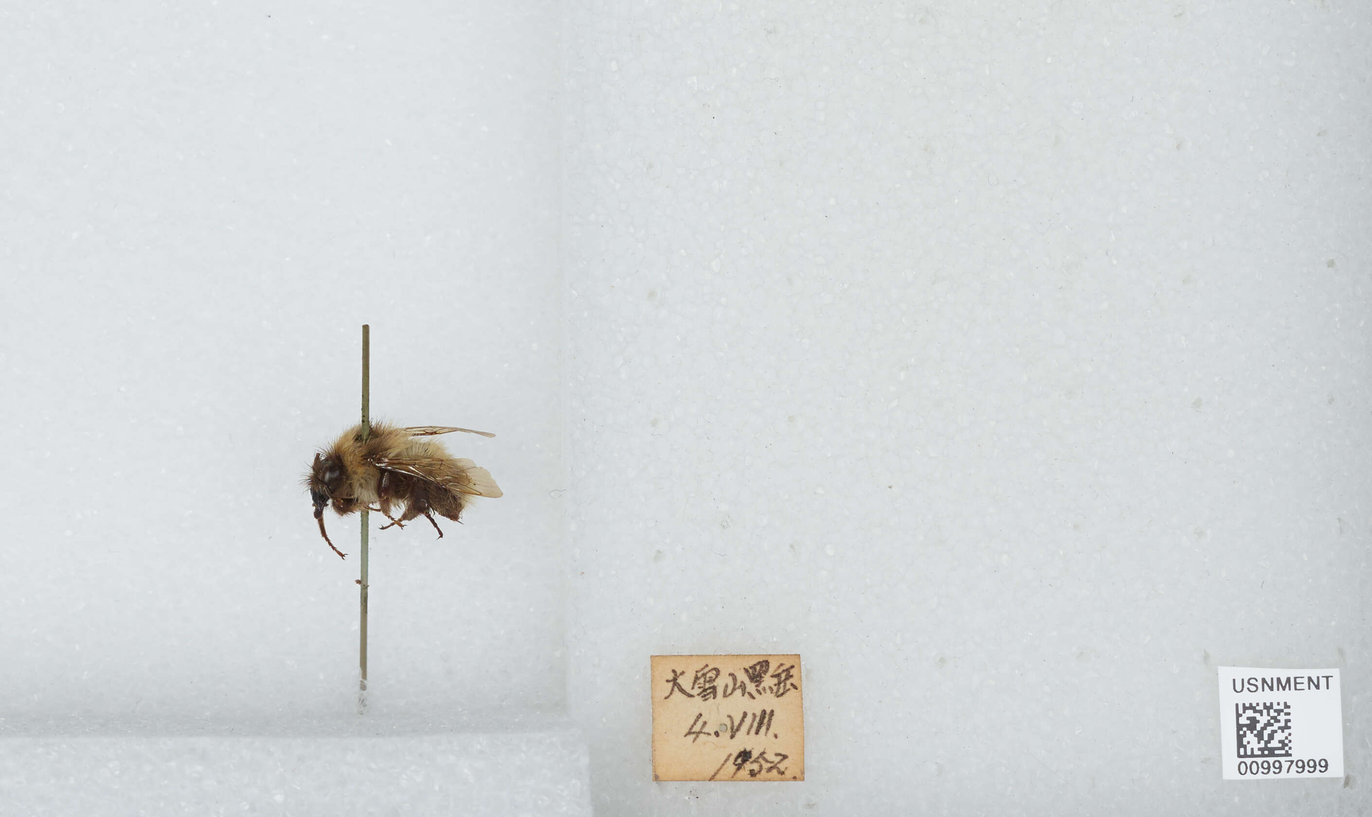 Imagem de Bombus diversus Smith 1869