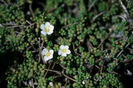 Image of Puerto Rico purslane