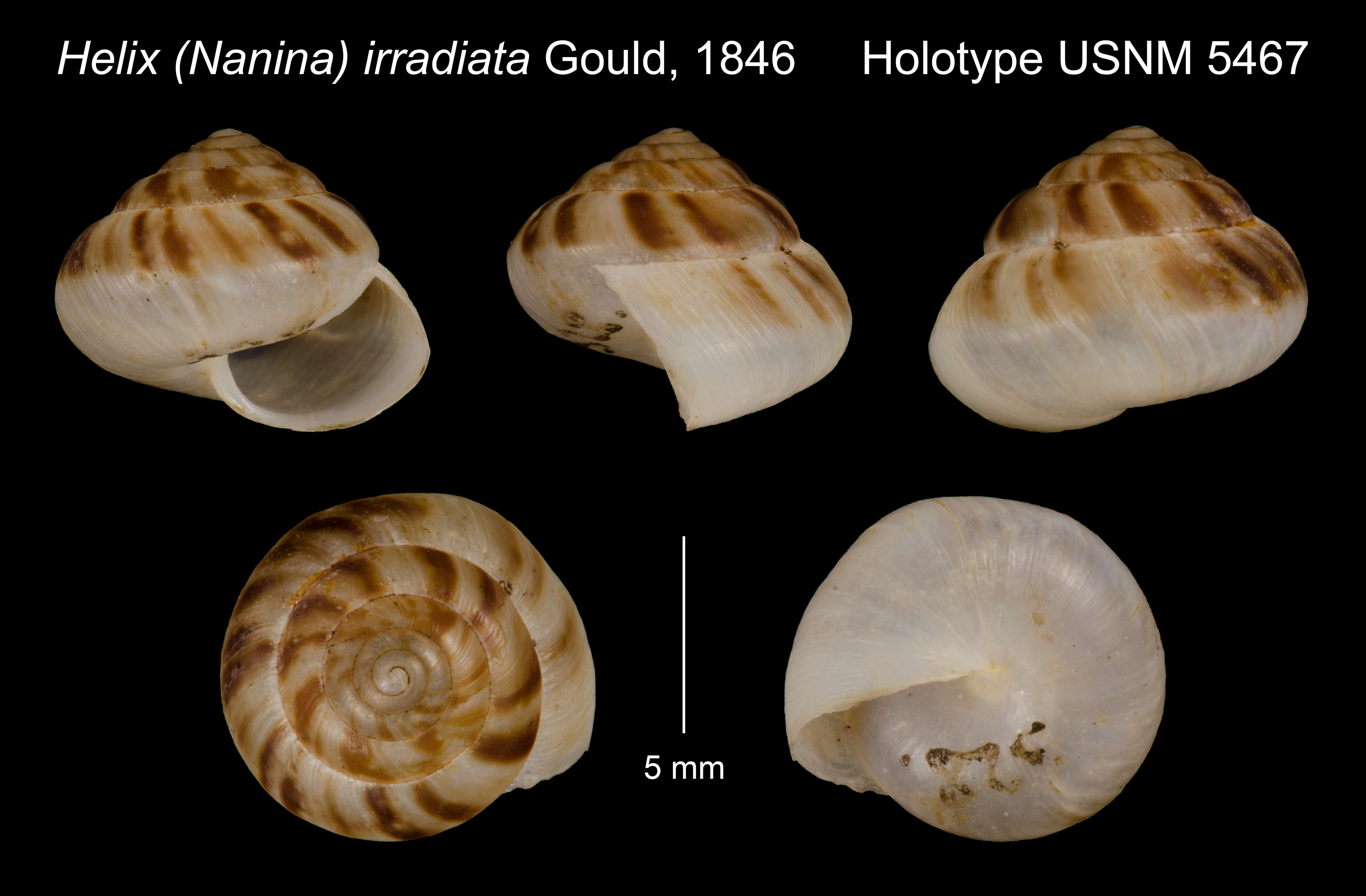 Image of Helix (Nanina) irradiata Gould