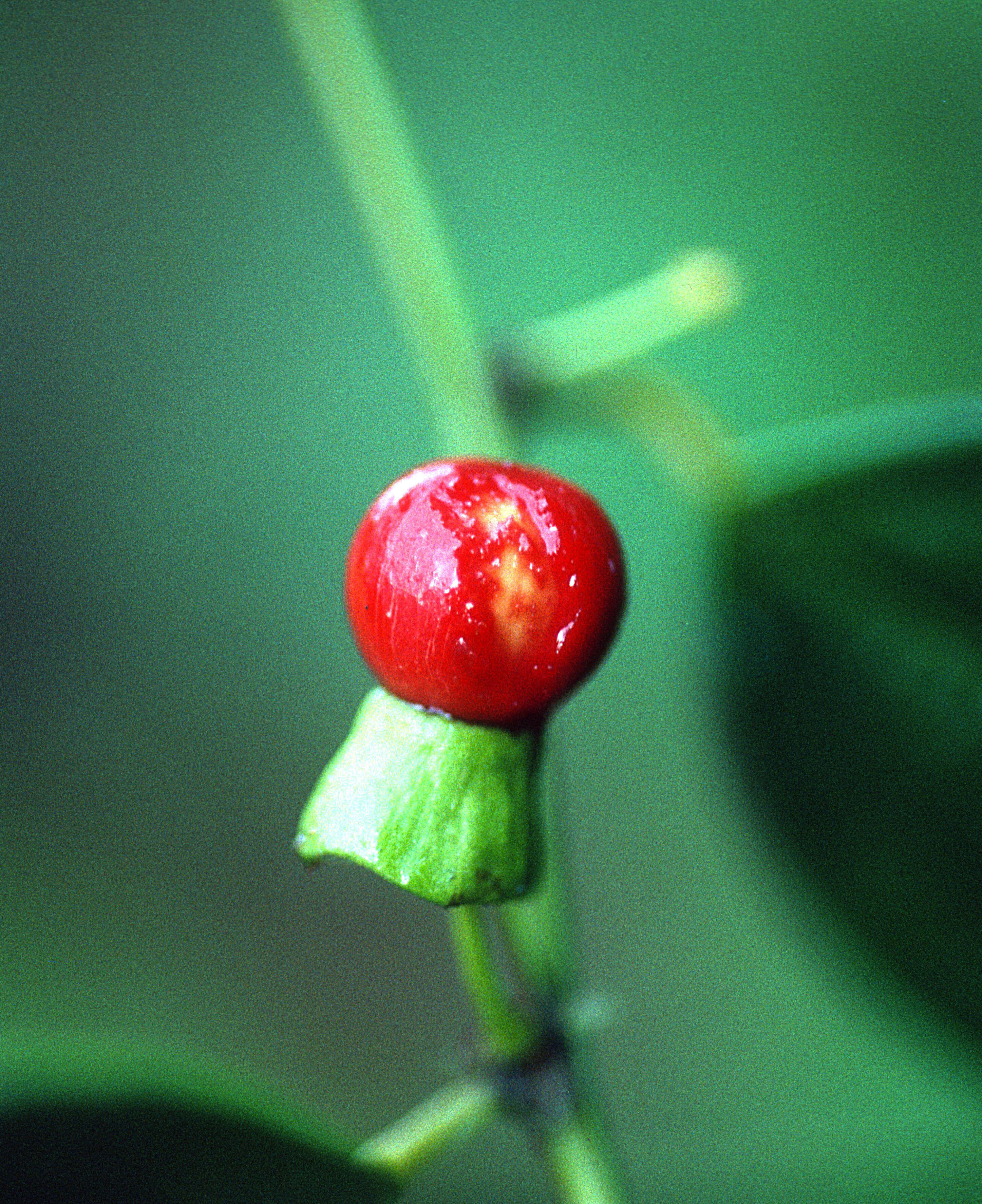 Sivun Heisteria scandens Ducke kuva