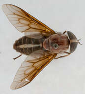 Image of Tabanus subcanipus Philip 1960