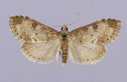 Phlyctaenia rusticalis Barnes resmi