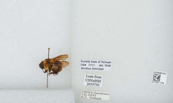 Image of Bombus breviceps Smith 1852