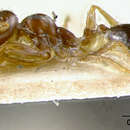 Monomorium dentigerum (Roger 1862)的圖片