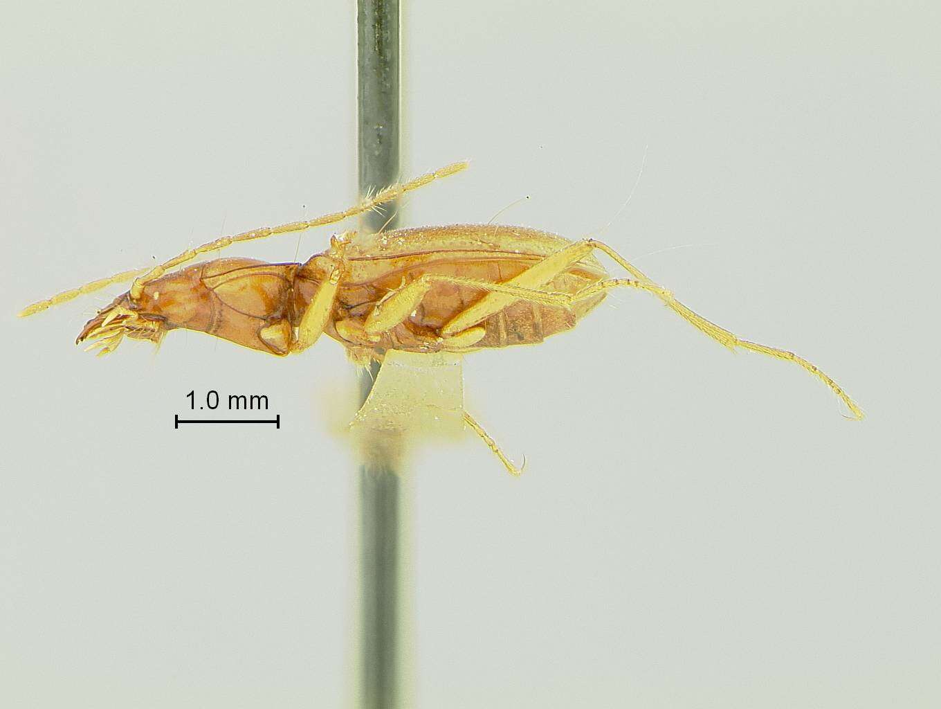 Image of Pseudanophthalmus grandis orthosulcatus Valentine