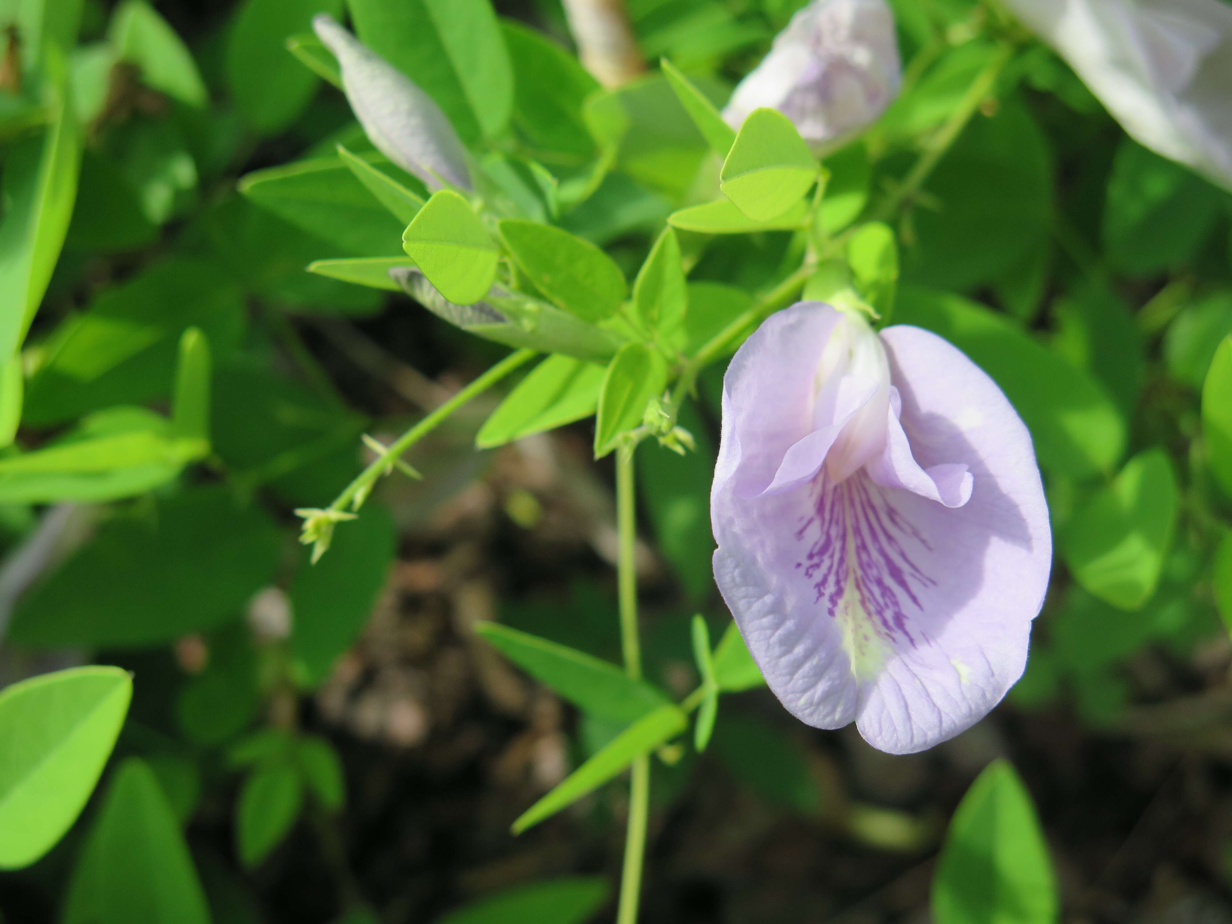 Clitoria mariana L. resmi