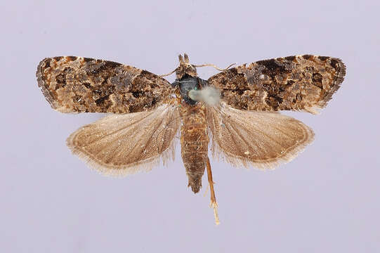 Image of Verbena Bud Moth