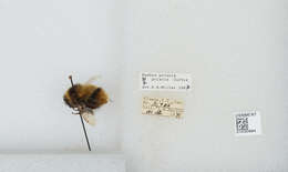 Image of Polar Bumble Bee