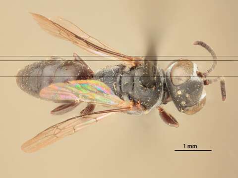 Image of Crabronid wasp