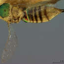 Chrysonotomyia auripunctata (Ashmead 1894) resmi