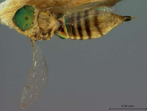 صورة Chrysonotomyia auripunctata (Ashmead 1894)