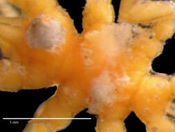 Image of Austrodecus crenatum Child 1994
