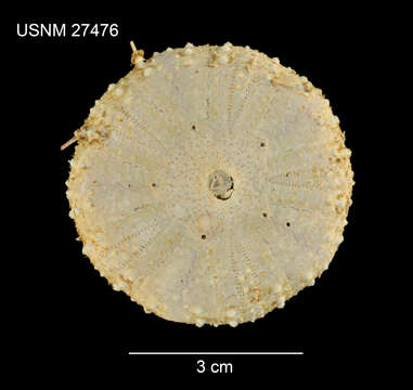 Image of Chaetodiadema pallidum A. Agassiz & H. L. Clark 1907