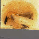Image de Eusemion longipennis (Ashmead 1888)