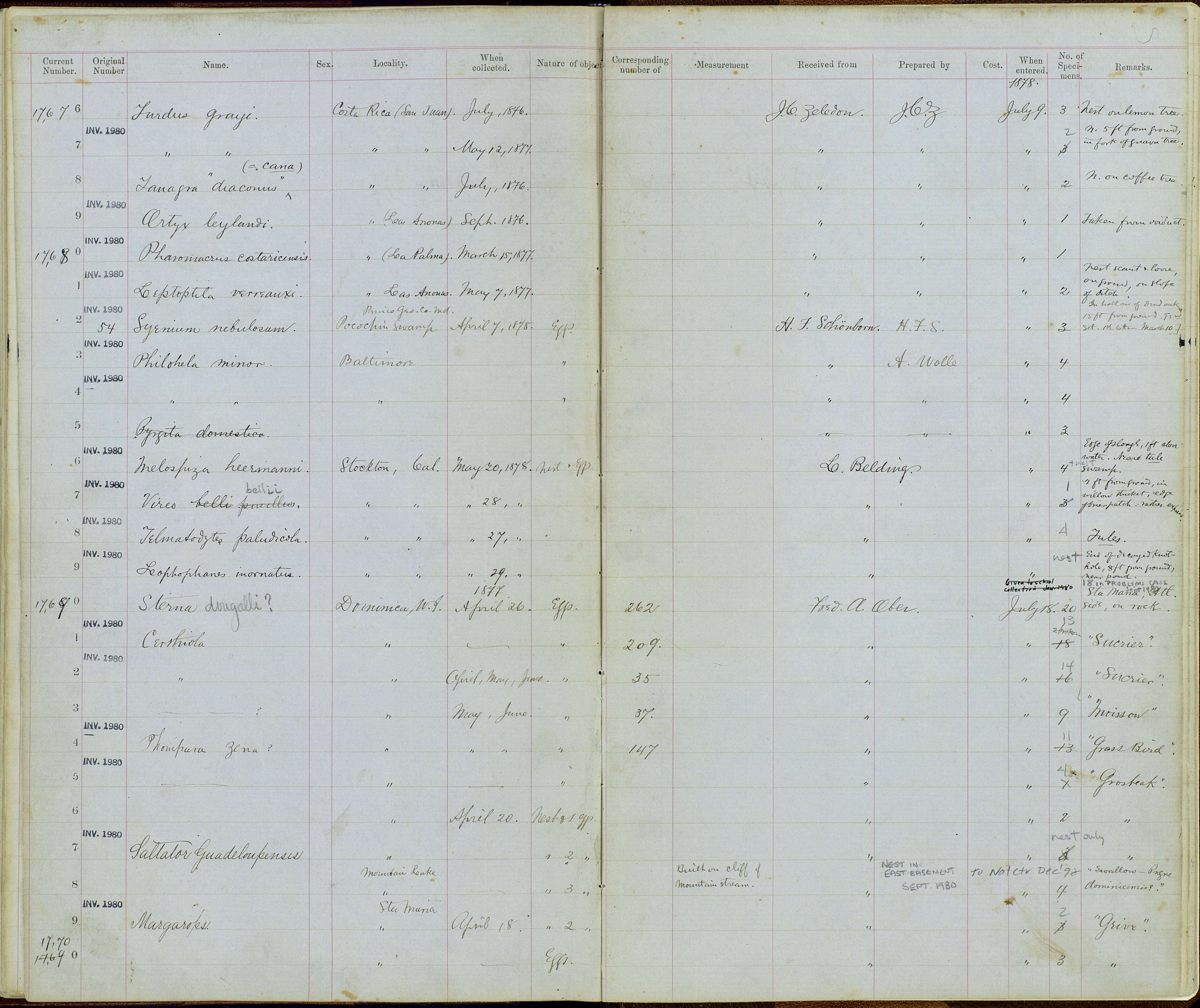 صورة Saltator albicollis Vieillot 1817