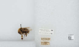 Image of Polar Bumble Bee