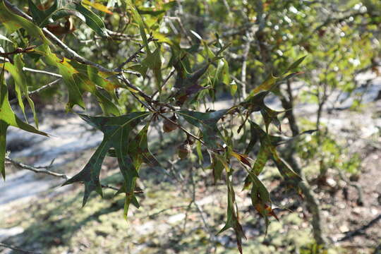 Image of Turkey Oak