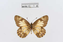 Image of Catasticta eurigania (Hewitson 1870)