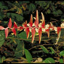 Image of Heliconia riopalenquensis Dodson & A. H. Gentry