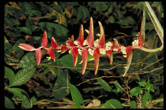 Image of Heliconia riopalenquensis Dodson & A. H. Gentry